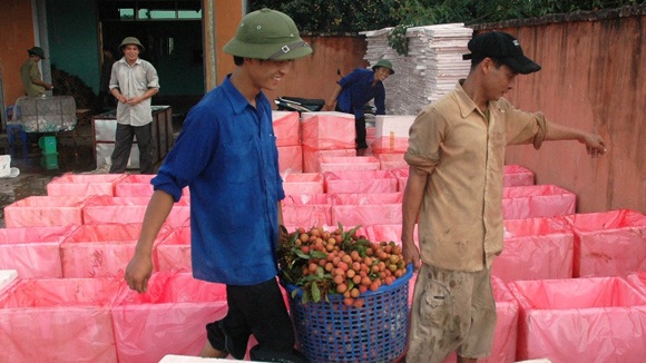 Việt Nam không nhập vải tươi Trung Quốc - 1 Đóng vải thiều xuất khẩu đi Trung Quốc tại Lục Ngạn, Bắc Giang