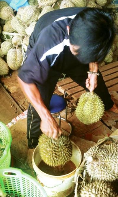 Truy tìm hóa chất cực độc giúp trái cây một tháng vẫn... tươi - 1 Truy tìm hóa chất cực độc giúp trái cây một tháng vẫn... tươi