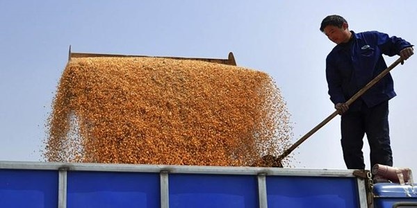 Vợ tỉ phú Trung Quốc ăn cắp giống bắp của Mỹ - 1 Nông dân TQ mua bắp nuôi heo