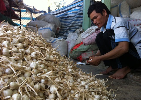 Vua tỏi Lý Sơn và ước mơ "siêu phẩm" 5 triệu/kg - 1 Anh Dương Quận (xã An Vĩnh) - người có mệnh danh vua tỏi Lý Sơn.