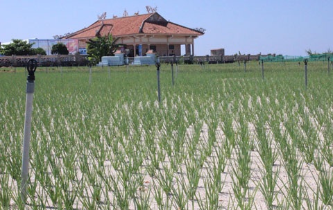 Vua tỏi Lý Sơn và ước mơ "siêu phẩm" 5 triệu/kg - 2 Công nghệ trồng tỏi trên huyện đảo Lý Sơn.