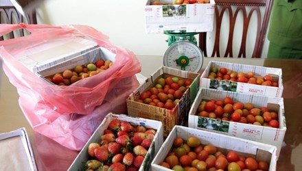 Hô biến cà chua thành dâu tây để lừa du khách - 1 Tang vật bị thu giữ