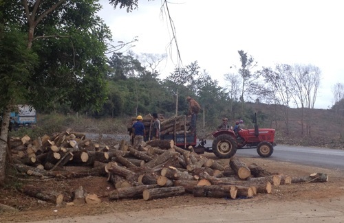 Nông dân ồ ạt chặt bỏ hàng trăm héc ta "vàng trắng" - 1 Cưa cao su bán gỗ cho thương lái