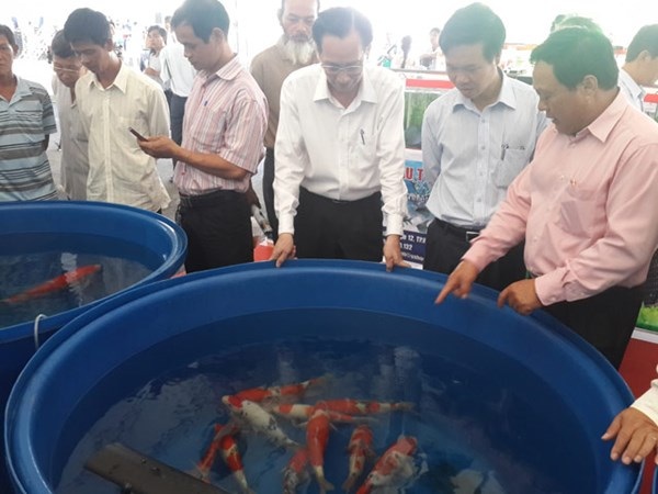 Đoàn lãnh đạo TP.HCM tham quan gian hàng cá Koi của hai cha con anh Dũng (bìa phải). 