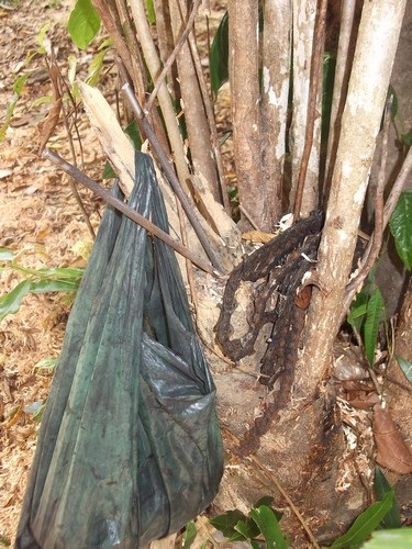 Kỳ 1: Lâm tặc lập “xưởng gỗ” giữa rừng phòng hộ - 6