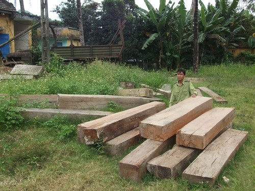 Kỳ 2: “Máu rừng” vẫn chảy về xuôi - 5