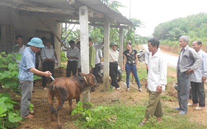 Sơ kết 5 năm Dạy nghề cho LĐNT: Nhu cầu nhiều, kinh phí ít - 1 Học viên lớp dạy nghề chăn nuôi tại xã Kỳ Trung, Kỳ Anh, Hà Tĩnh.
