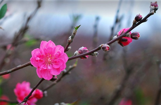Chia sẻ của người lao động ngày đầu năm mới - 1 Năm mới 2015 đã đến! (Ảnh: TL)