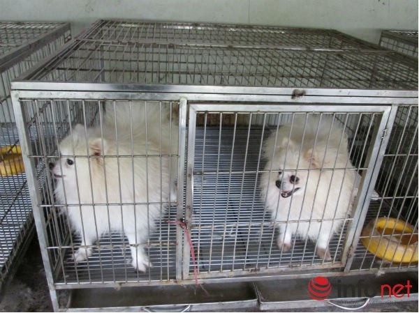 Để đi chơi Tết thoải mái, nhiều người phải chi tiền triệu để gửi thú cưng