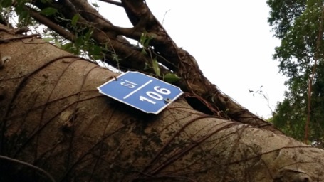 Những cây đổ đều
thuộc diện lâu năm, được nhân viên của Công viên Thống nhất đánh số theo dõi.