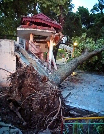 Một cây xà cừ cổ
thụ đổ sập xuống nhà chờ tàu điện trong Công viên.