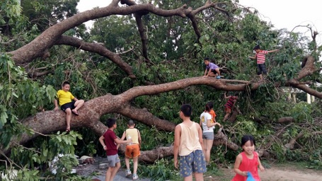 Giờ đây, thân một “cụ” cây xà cừ trở thành chỗ để
trẻ em leo trèo. 