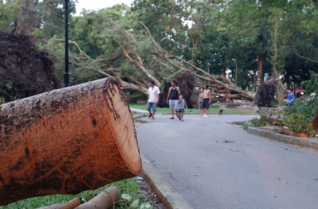 Khắp công viên, không thiếu cảnh xót xa những thân gỗ cua nhiều cây to buộc phải cưa bỏ do cây đổ.