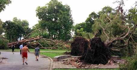 3 ngày sau giống lốc, công viên Thống Nhất vẫn ngổn ngang