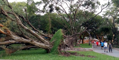 3 ngày sau giống lốc, công viên Thống Nhất vẫn ngổn ngang