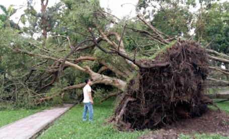 3 ngày sau giống lốc, công viên Thống Nhất vẫn ngổn ngang