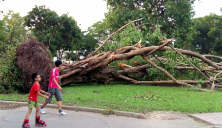 3 ngày sau giống lốc, công viên Thống Nhất vẫn ngổn ngang