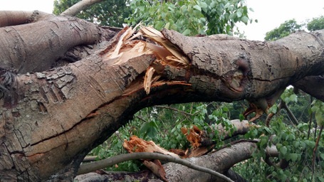 Vết gãy giữa thân
cây cho thấy sức gió đã bẻ gây thân cây.