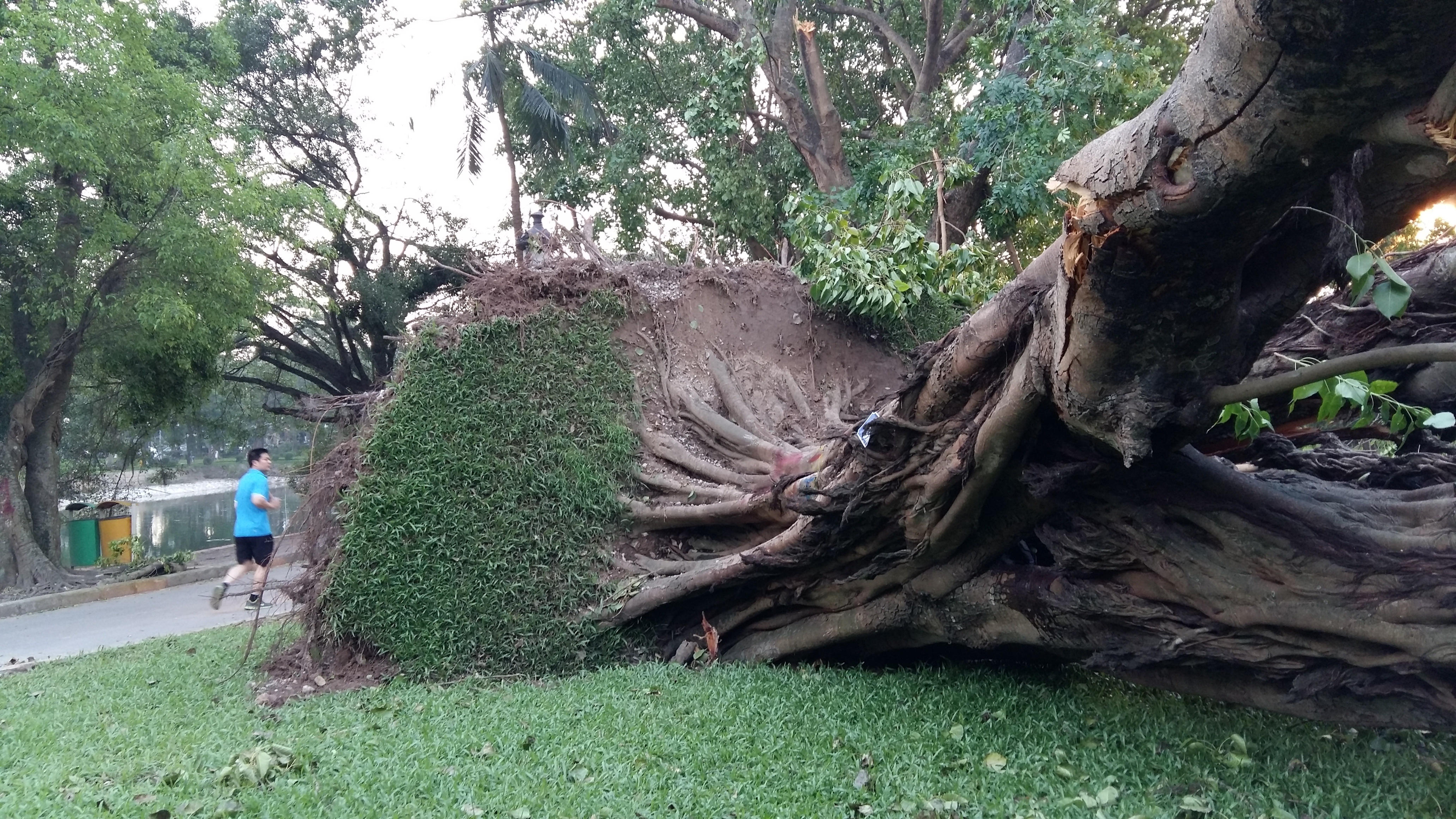 Sau đó, gió mạnh kéo bật bộ rễ
tuy có chiều rộng nhưng không sâu.