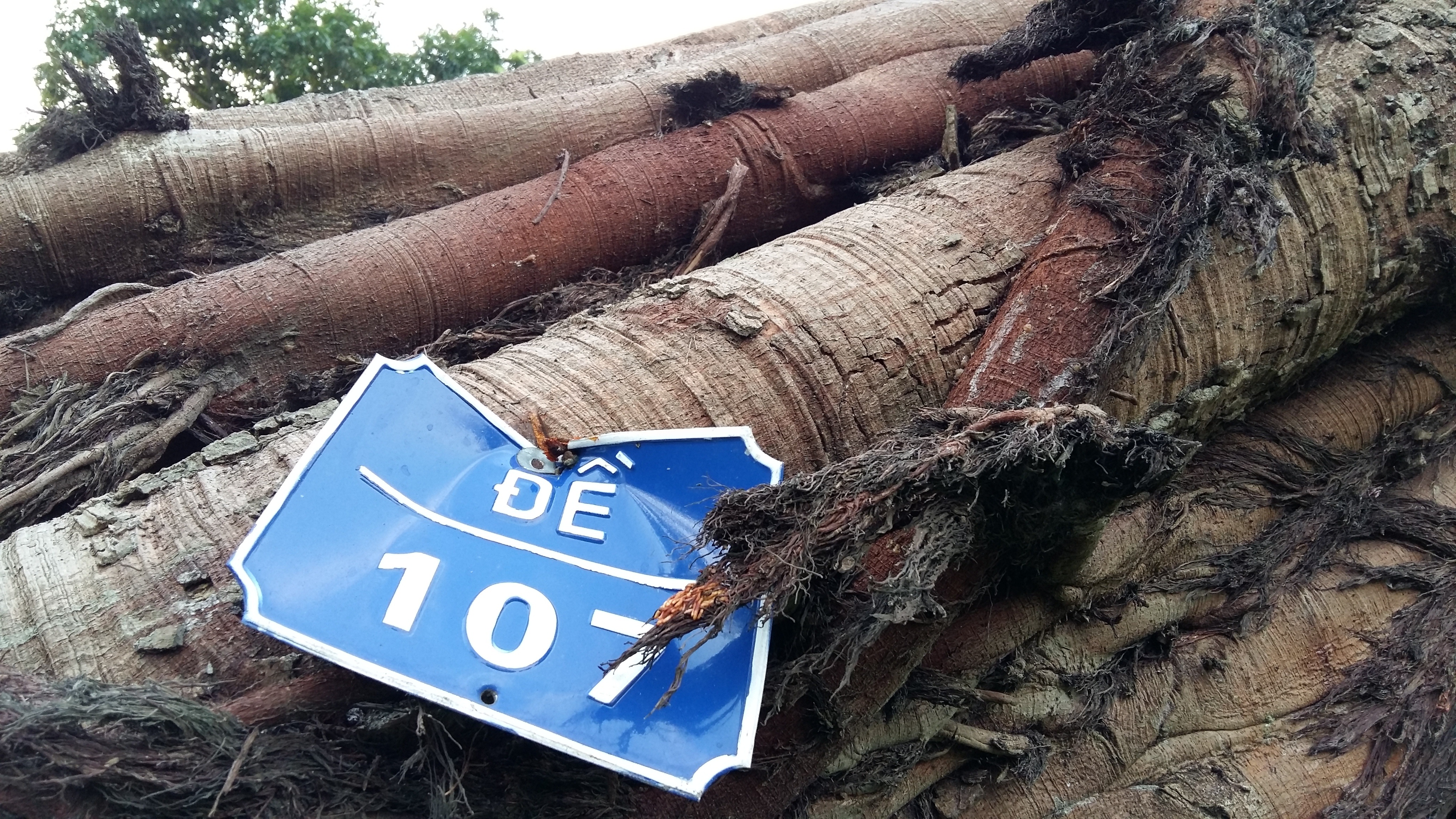 Những cây đổ đều
thuộc diện lâu năm, được nhân viên của Công viên Thống nhất đánh số theo dõi.