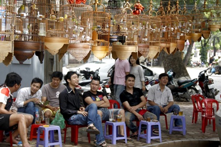 Đại gia Hà thành bỏ trăm triệu đồng chơi chim - 1 Cứ mỗi sáng sớm hàng chục người, có hôm lên tới hàng trăm người tụ tập giăng lồng nghe chim hot