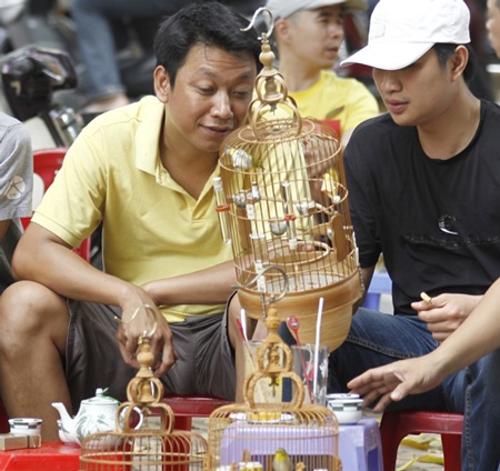 Đại gia Hà thành bỏ trăm triệu đồng chơi chim - 2 Đôi khi giữa tiếng hót của hàng chục chú chim thì cần ghé sát hơn để nghe rõ tiếng