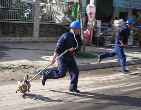 Lập đội bắt chó thả rông, chó nuôi phải có số đăng ký - 1 Lập đội bắt chó thả rông, chó nuôi phải có số đăng ký