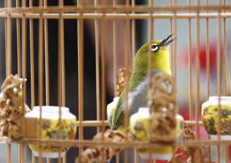 Đại gia Hà thành bỏ trăm triệu đồng chơi chim - 5 Hay ngồi suy tư một mình