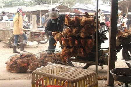 Chính phủ yêu cầu chặn đứng nạn gà lậu, gà thải - 1 Trong một thời gian dài gà nhập lậu được vận chuyển ngang nhiên tại các chợ đầu mối