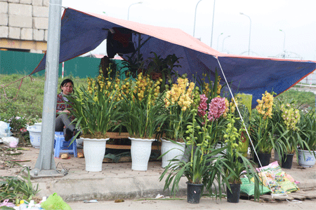 Khu đô thị hoang biến thành chợ chim, cây cảnh - 9 Những góc đường trước kia toàn rác nay biến thành phố hoa rực rỡ