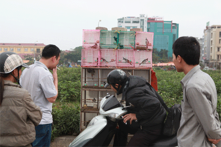 Khu đô thị hoang biến thành chợ chim, cây cảnh - 4 Những lồng chim bắt mắt ở nơi thoáng đãng