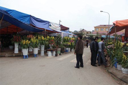 Khu đô thị hoang biến thành chợ chim, cây cảnh - 8 Những góc đường trước kia toàn rác nay biến thành phố hoa rực rỡ