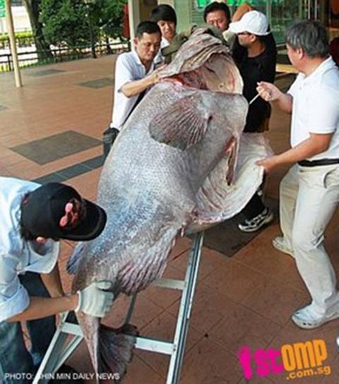 Cận cảnh cá mú nặng 270kg được mua hơn 121 triệu - 1 Con cá mú nặng 270kg