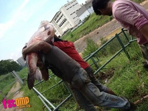 Cận cảnh cá mú nặng 270kg được mua hơn 121 triệu - 2 Huy động nhiều người khiêng về sau khi đánh bắt