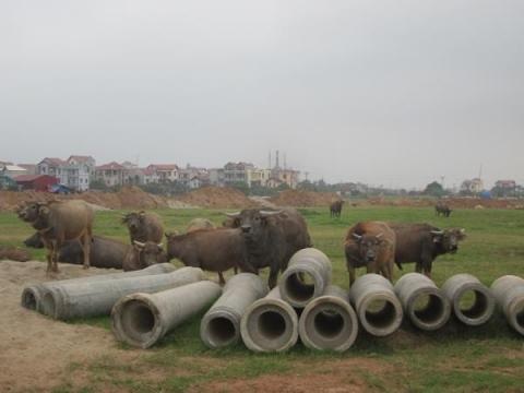 Biệt thự thành "nhà ma", hóa kiếp ra quán nhậu - 1 Khu đô thị chăn trâu, bò