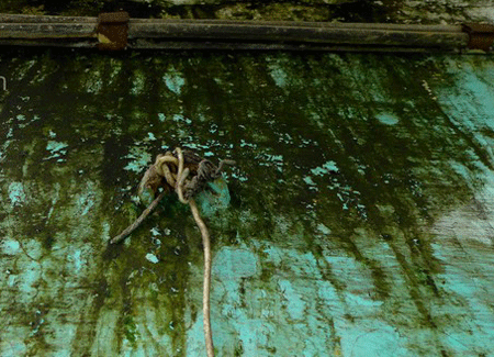 Chung cư "chờ sập": Chính quyền lo, dân vẫn bình thản "có sao đâu" - 7 Cảnh nhem nhuốc do rêu mốc cũng dày đặc trên các bức tường