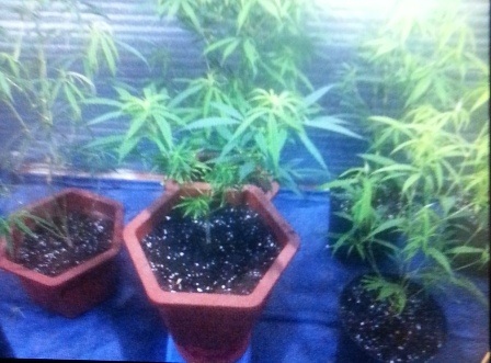 Được trồng tại nhà riêng nhưng cần sa vẫn cho năng suất cao vì những quy trình khép kín tinh vi