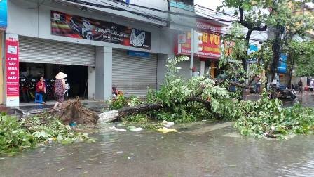 Sau bão: Nhà tốc mái, đường ngập, cây đổ la liệt - 12 Một cây xanh bật gốc trên đường Hai Bà Trưng (TP Hải Phòng)