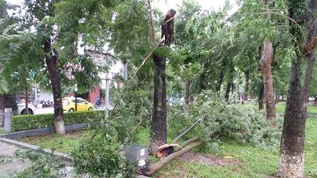 Sau bão: Nhà tốc mái, đường ngập, cây đổ la liệt - 20 Nhiều cây cổ thụ trong diện bảo tồn cũng bị thiệt hại nặng