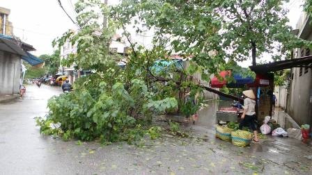 Sau bão: Nhà tốc mái, đường ngập, cây đổ la liệt - 26 Ngập lụt và cây xanh đổ trên đường Vũ Chí Thắng - TP Hải Phòng (Ảnh: Thu Hằng).
