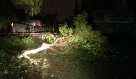 Một cây xanh gãy đổ trên đường phố Hải Phòng