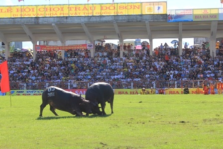 Những kháp đấu kịch tích, thượng võ của các Ông Trâu được đào tạo kỹ lưỡng