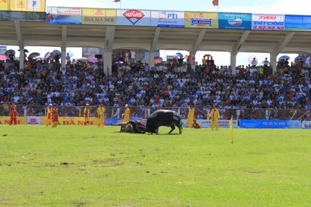 Những kháp đấu kịch tích, thượng võ của các Ông Trâu được đào tạo kỹ lưỡng