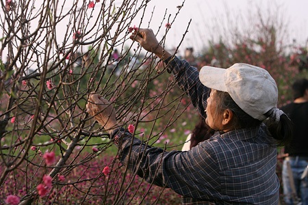 Ngỡ ngàng vườn hoa nhỏ bên luống đào Nhật Tân - 9 Ngỡ ngàng vườn hoa nhỏ bên luống đào Nhật Tân - 9
