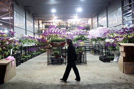 Đào về “thay áo” chợ Quảng An - 13