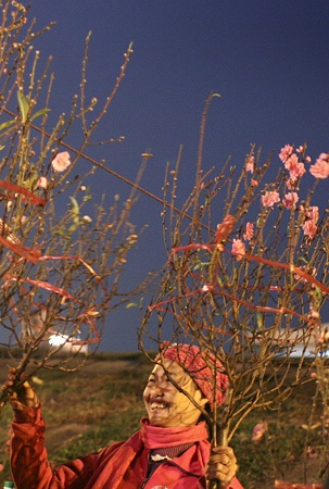 Đào về “thay áo” chợ Quảng An - 15