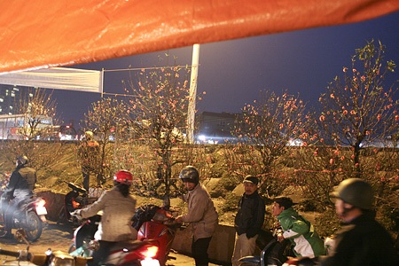 Đào về “thay áo” chợ Quảng An - 2