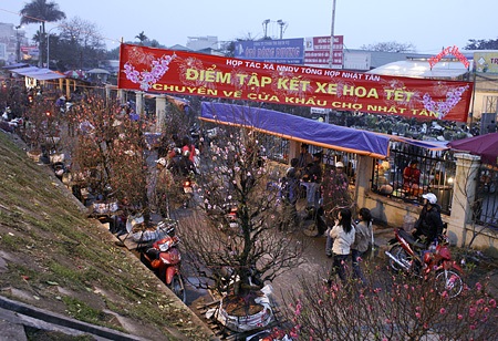 Đào về “thay áo” chợ Quảng An - 3