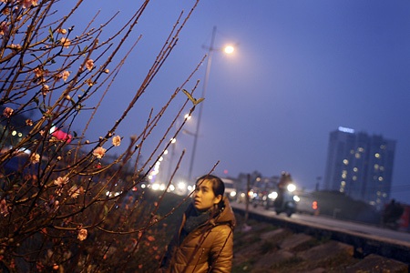 Đào về “thay áo” chợ Quảng An - 6