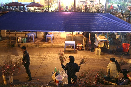 Đào về “thay áo” chợ Quảng An - 8